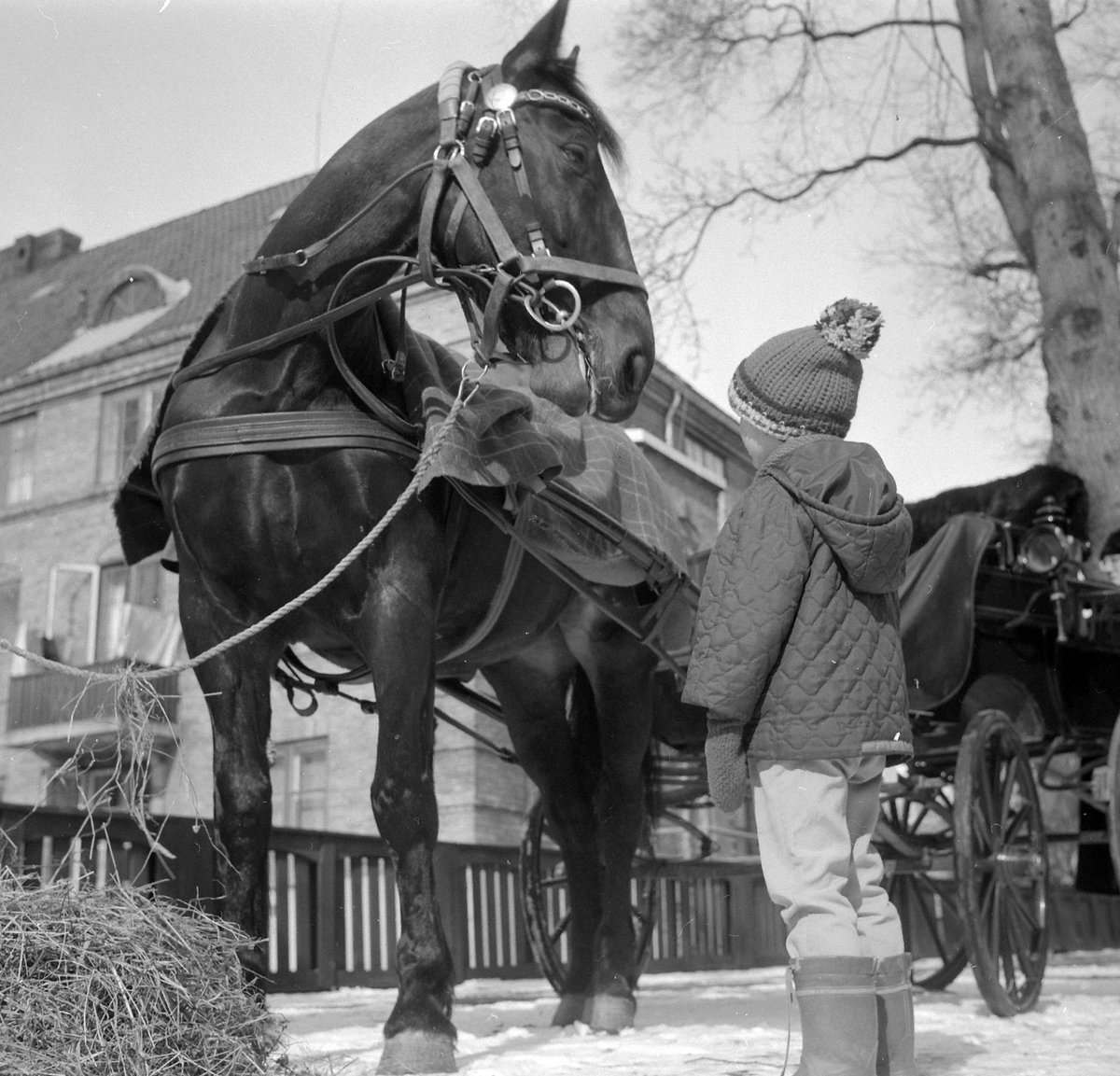 Adolf Skjegstad, ASK-03495