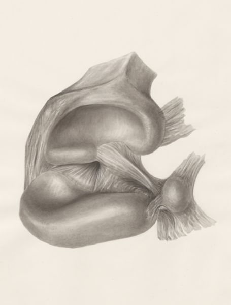 H.G Wetselaar, Muscular tissue of the upper extremities