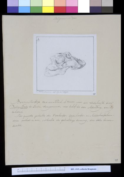 M Houtman, Skull of a child, lateral view