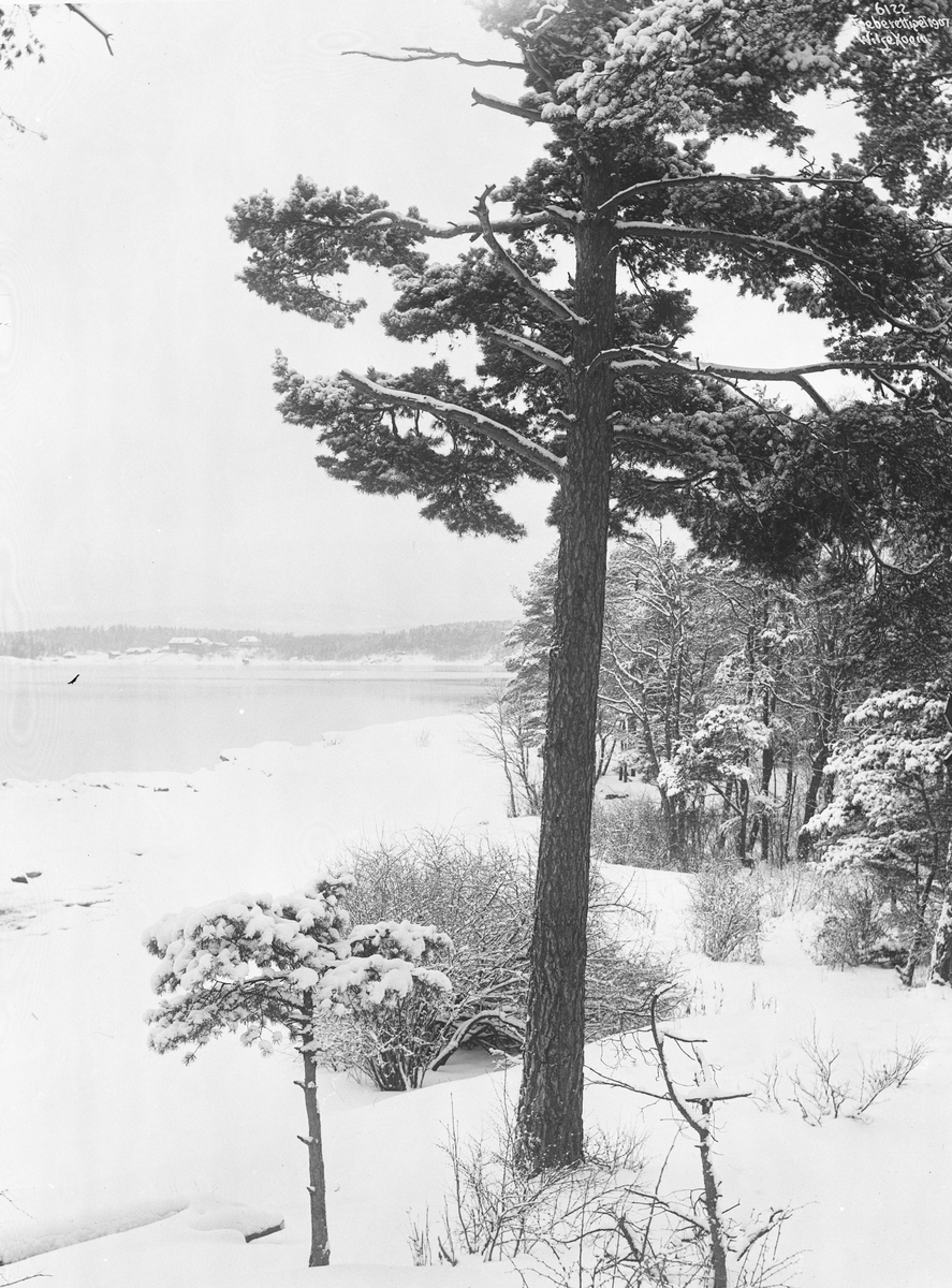 Anders Beer Wilse, Prot: Strandparti med Furu Bygdø 26/1 1907