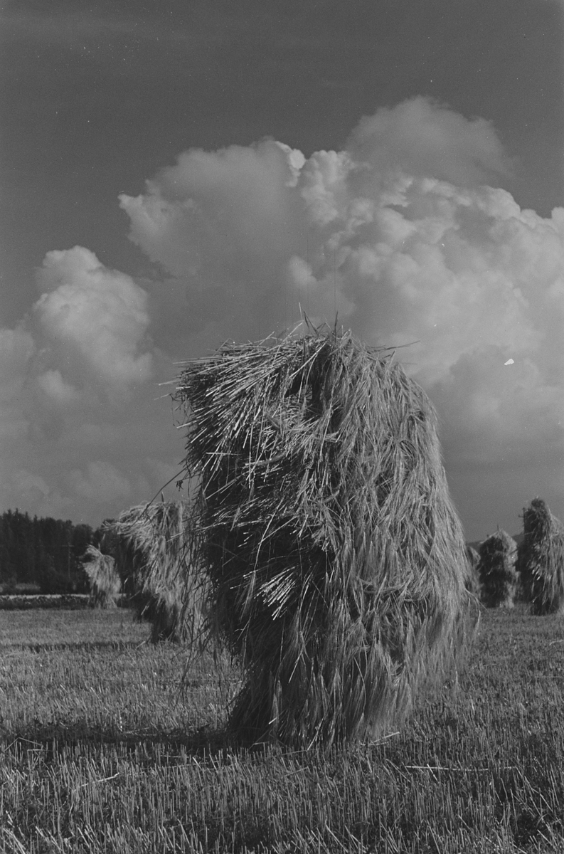 Anders Beer Wilse, Prot: Kornstaur