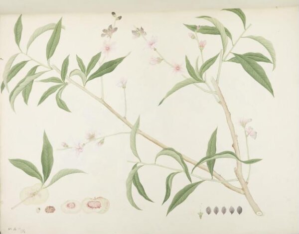 unknown, Flowers and Fruits