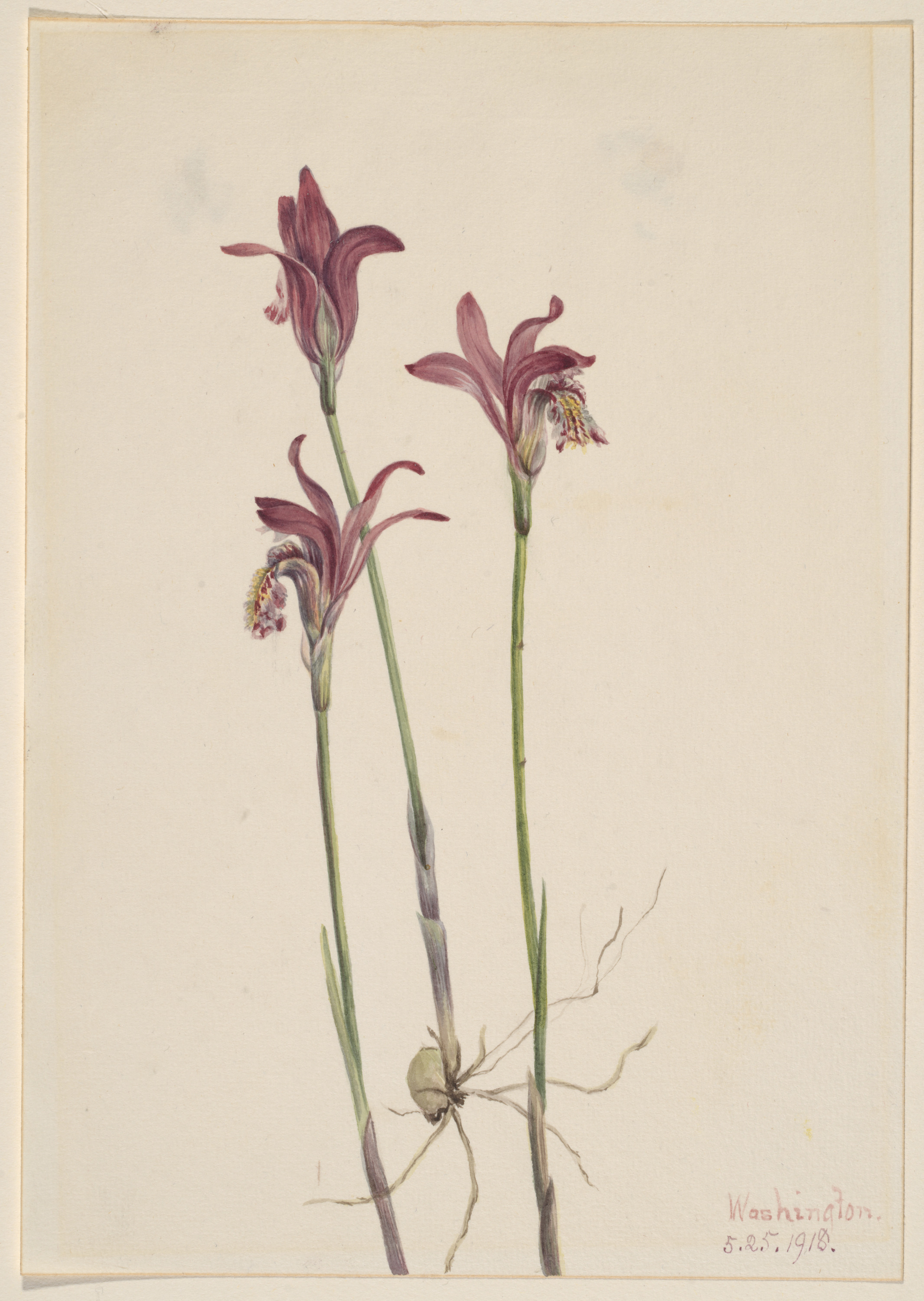 Mary Vaux Walcott, Arethusa (Arethusa bulbosa)