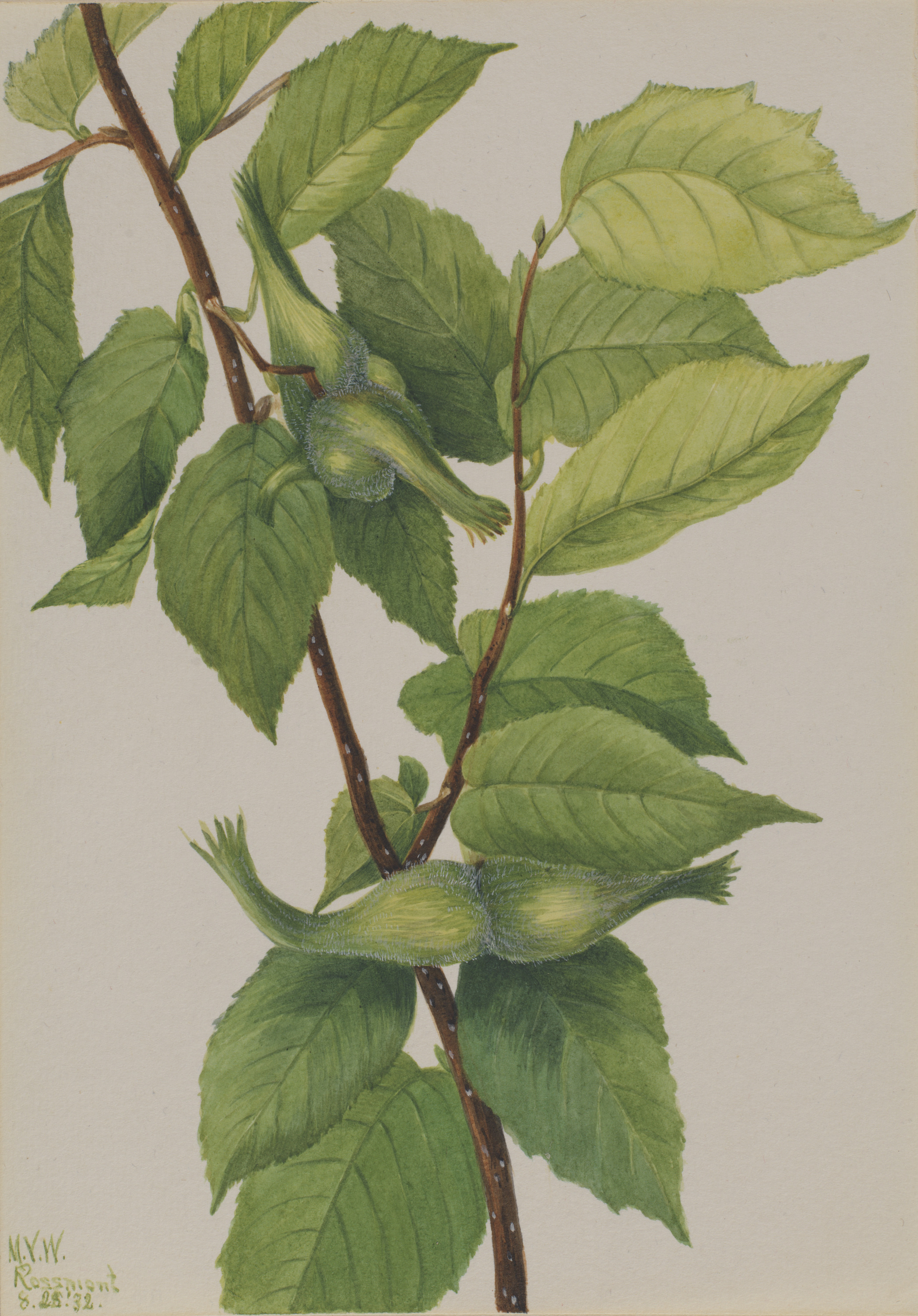 Mary Vaux Walcott, Beaked Hazelnut (Corylus rostrata)