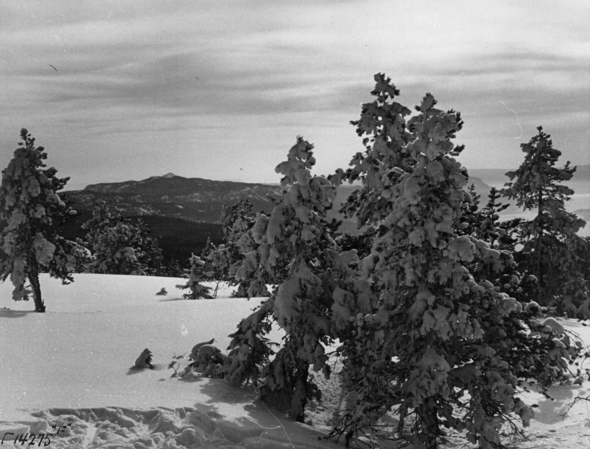 Anders Beer Wilse, Ringkollen, Vinter, Sno