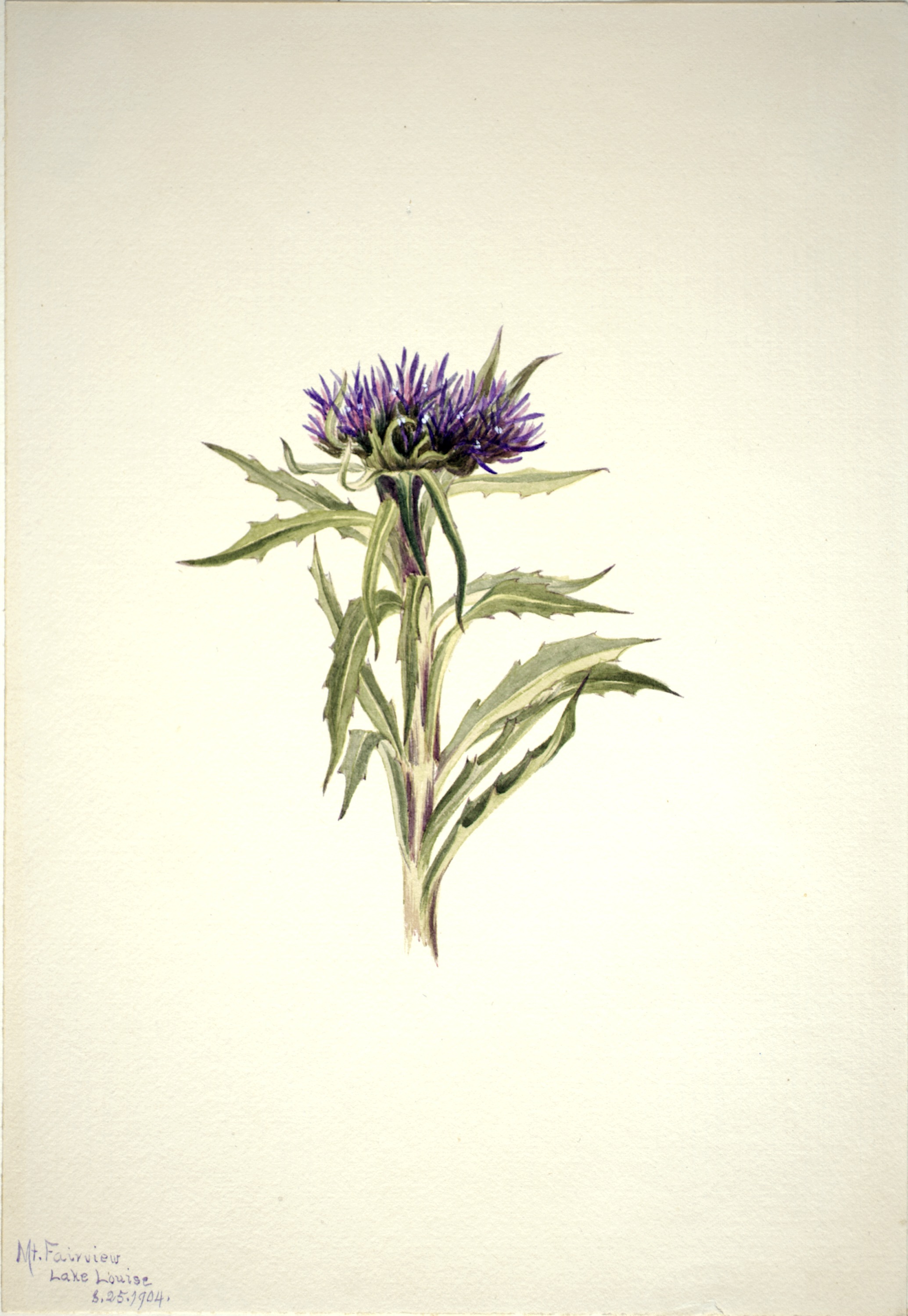 Mary Vaux Walcott, Untitled--Plant Study