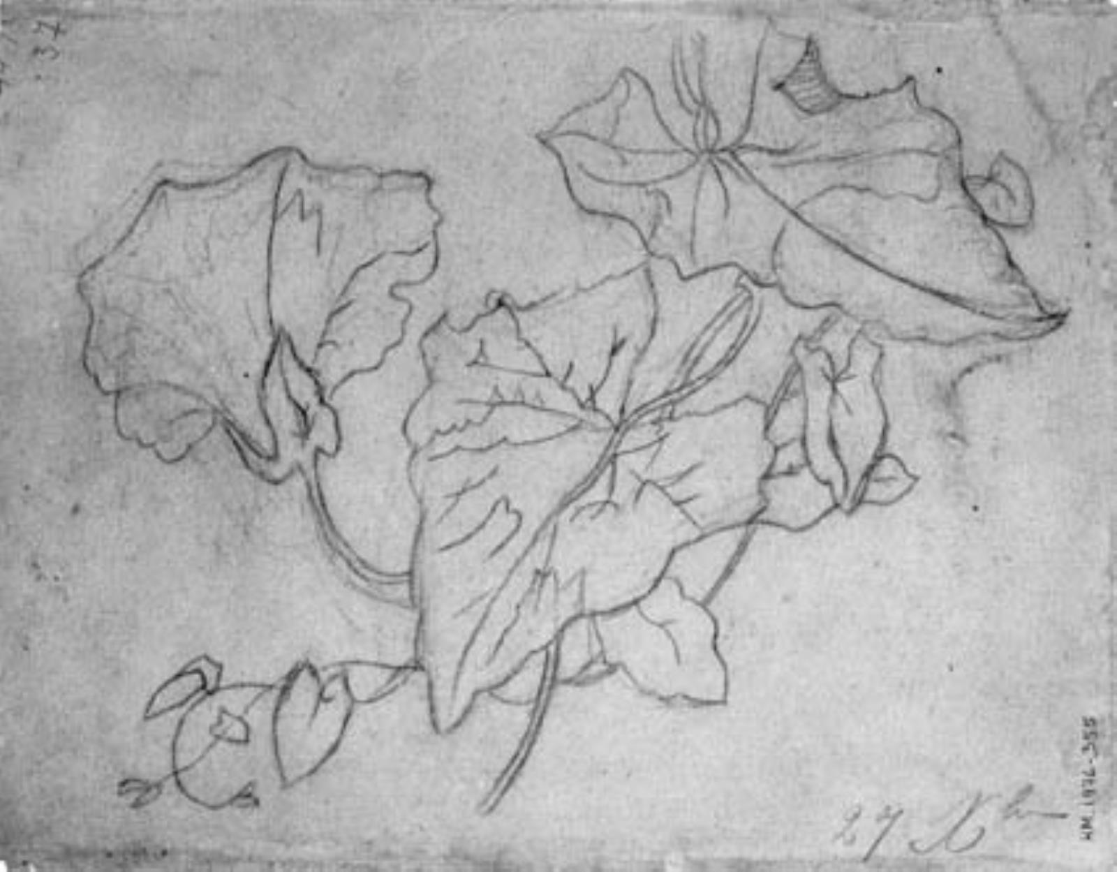 Jean-Baptiste Carpeaux, Plantestudie