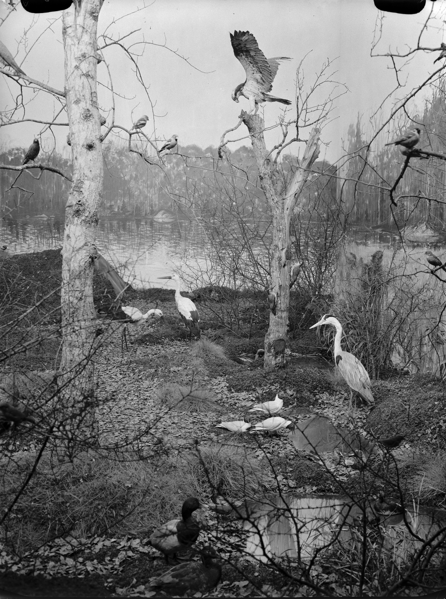 Paul Sandberg, Diorama på Biologiska museet, Skolparken, Uppsala 1941