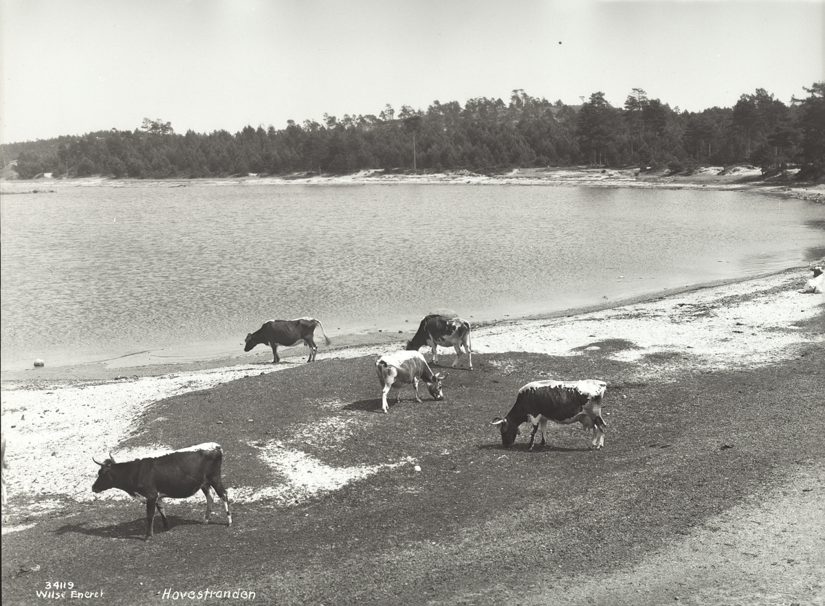 Anders Beer Wilse, Prot: Sørland - Arendal, Hoveskogen badestrand
