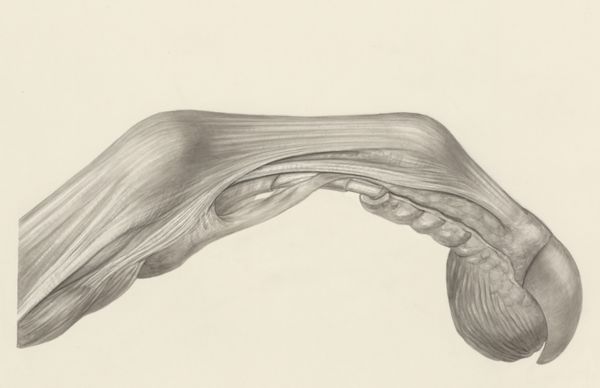 H.G Wetselaar, Muscular tissue of a mammal's finger