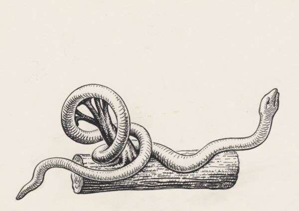 J Wetselaar-Whittaker, Snake wrapped around a tree trunk