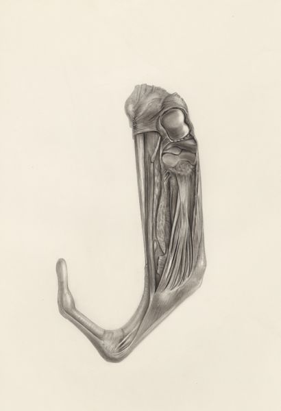 H.G Wetselaar, Muscular tissue of a mammal's finger