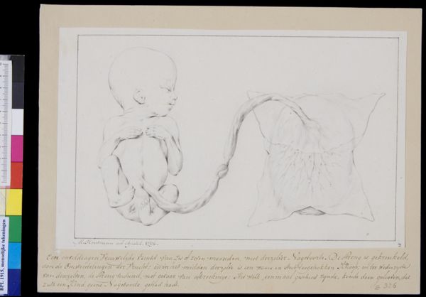 M Houtman, Foetus and placenta