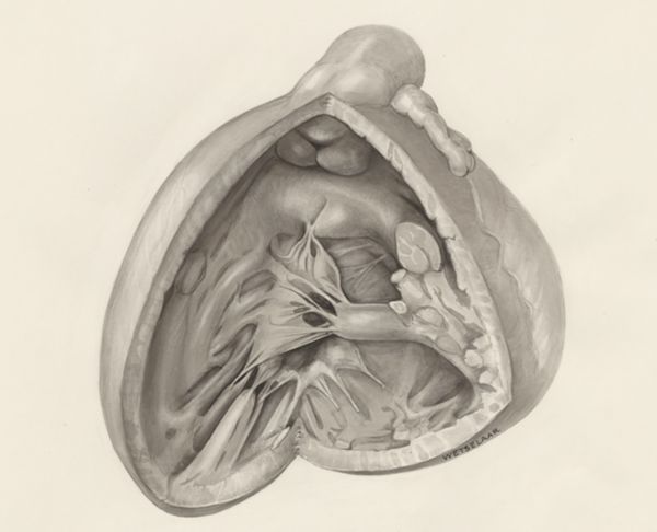 H.G Wetselaar, Cardiovascular system