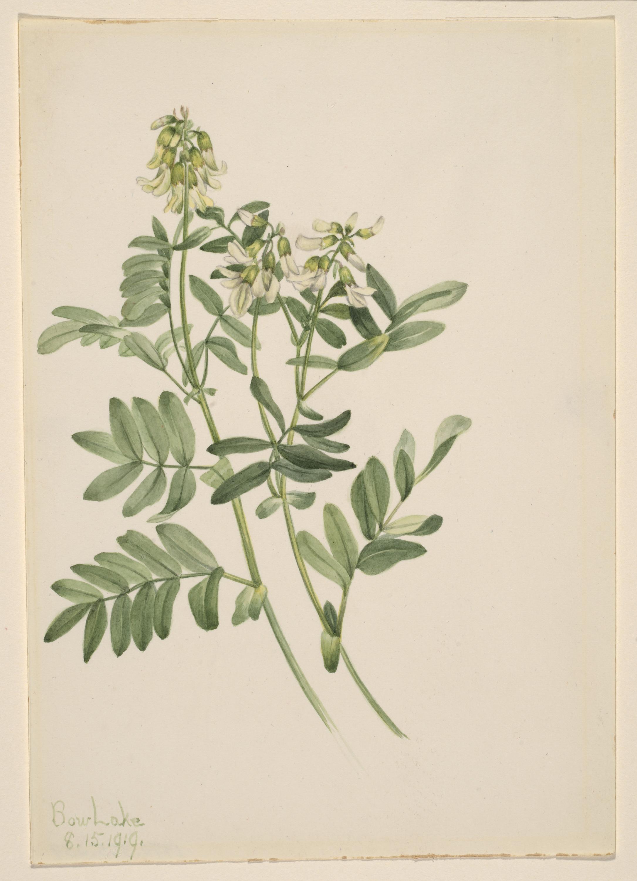 Mary Vaux Walcott, Untitled--Plant Study