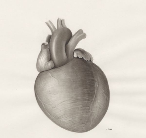 H.G Wetselaar, Heart and adjacent organs