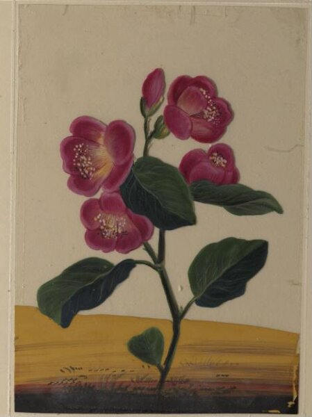 Unknown, One of eighteen drawings of flowers.