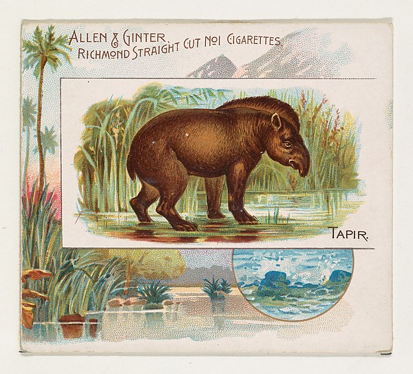 Allen & Ginter, Tapir, from Quadrupeds series (N41) for Allen & Ginter Cigarettes