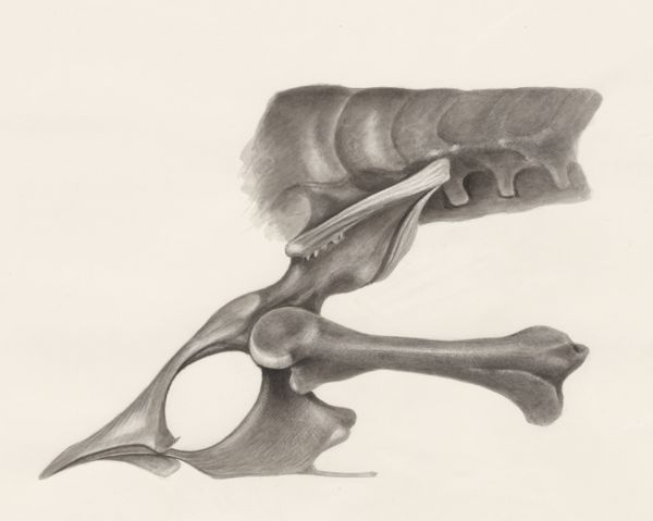 H.G Wetselaar, Joint bone of a lizard