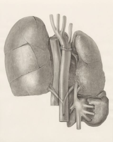 H.G Wetselaar, Circulatory system and adjacent organs