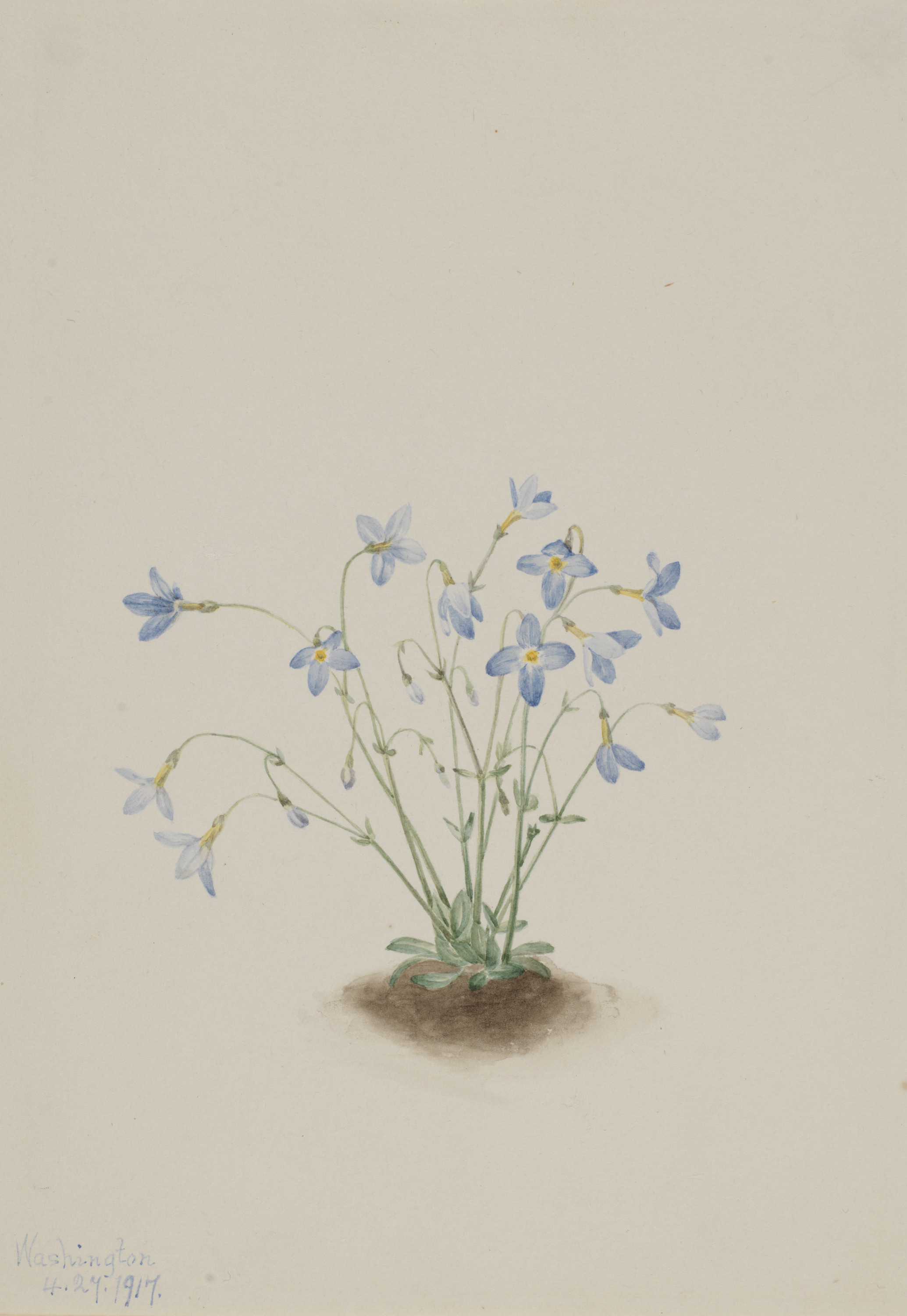 Mary Vaux Walcott, Quakerladies (Houstonia caerulea)