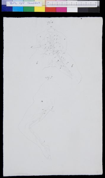 Gerard Sandifort, Abdomen, organs (legend)