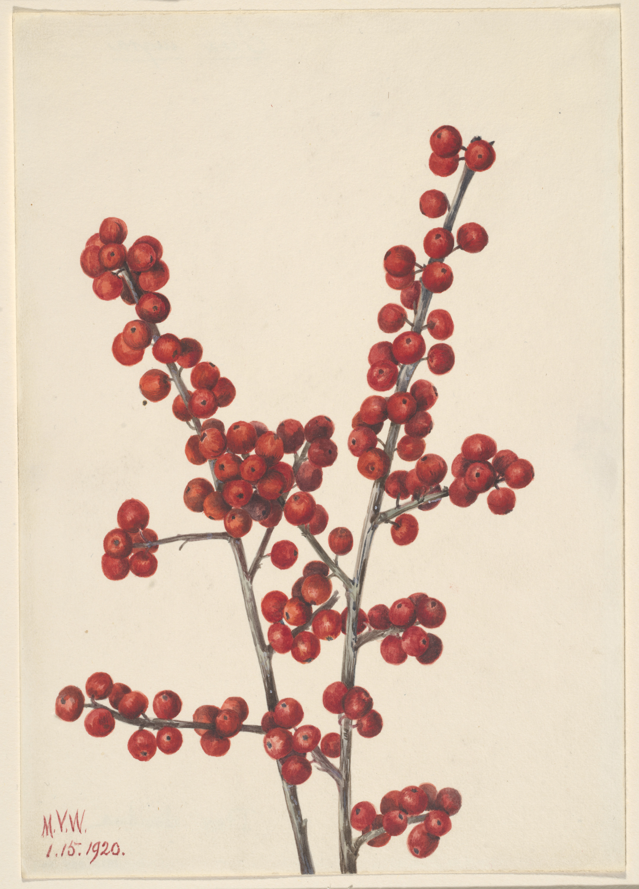 Mary Vaux Walcott, Winterberry (Ilex verticillata)