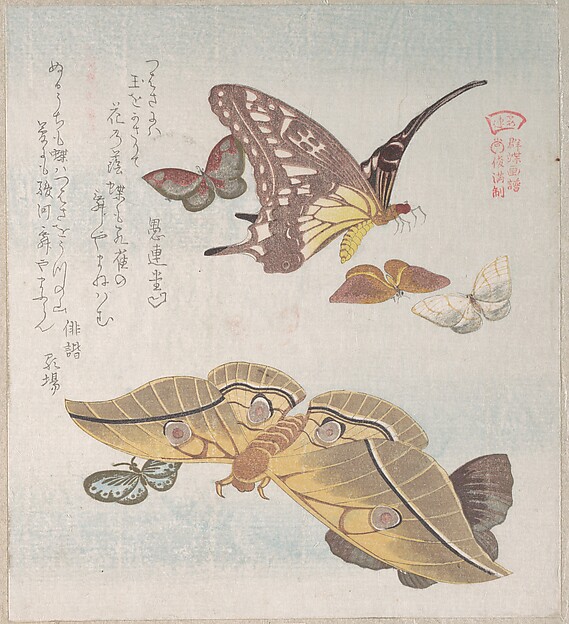 Kubo Shunman, Various Moths and Butterflies