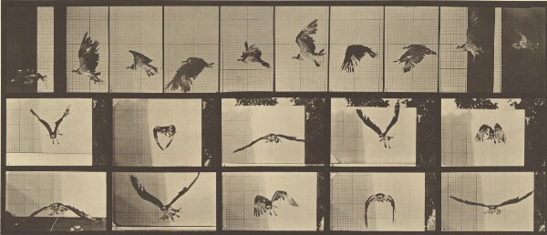 Eadweard J. Muybridge, Animal Locomotion