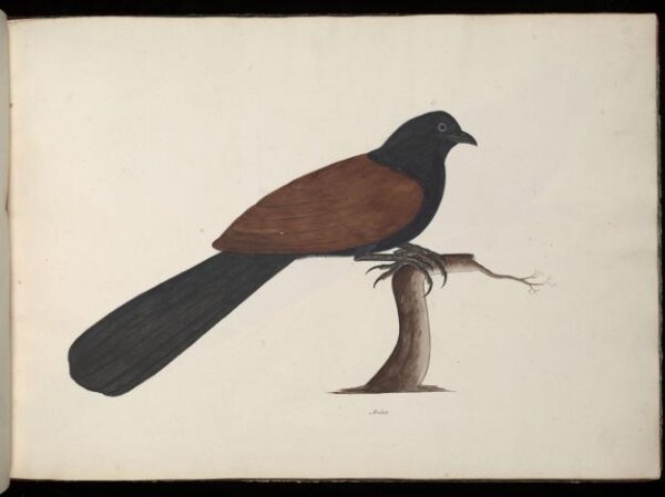 Unknown, Conucal or crow pheasant