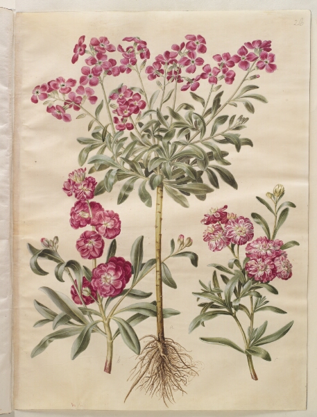 Hans Simon Holtzbecker, Matthiola incana (vinter-levkøj)