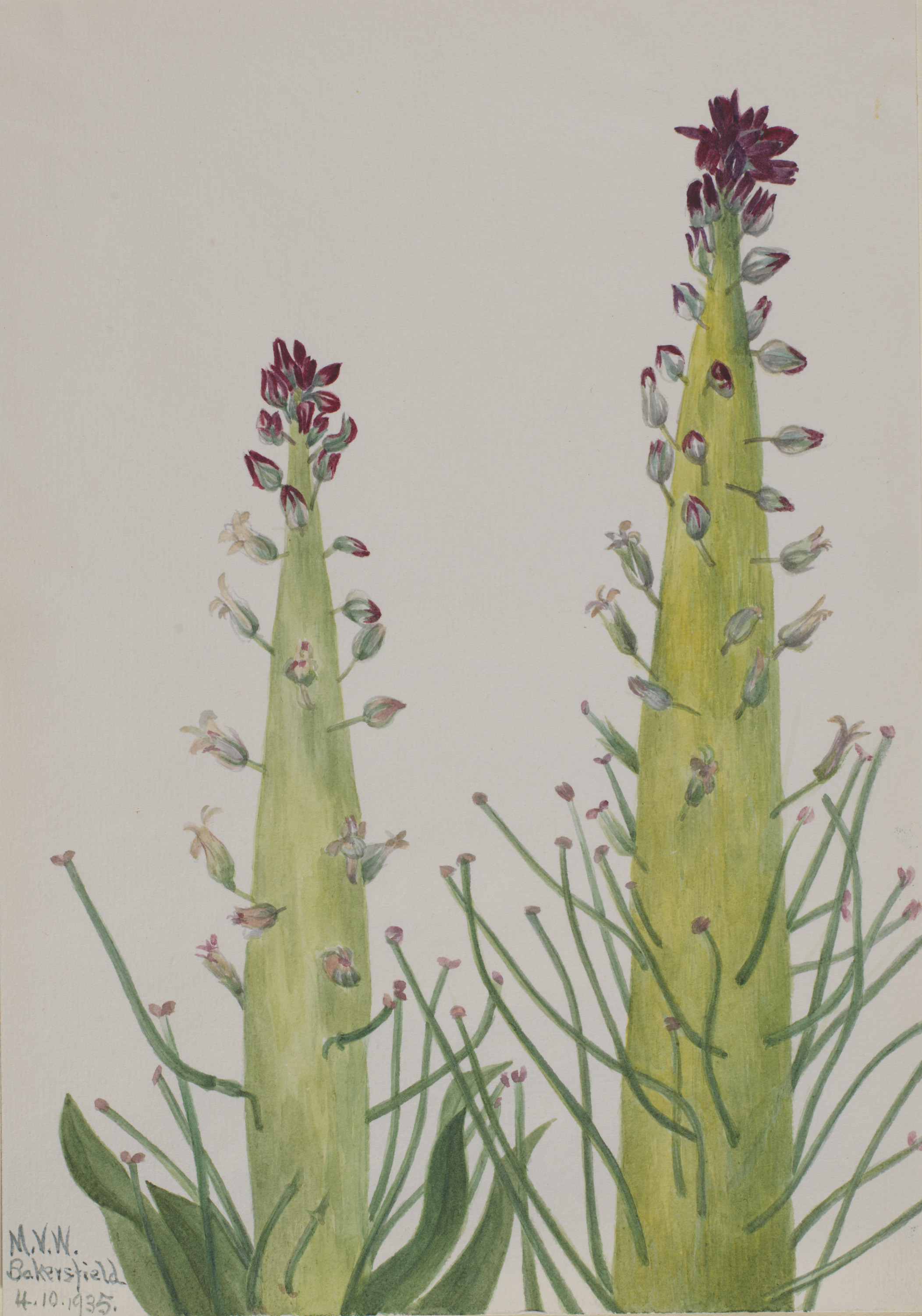 Mary Vaux Walcott, Desert Candle (Caulanthus inflatus)