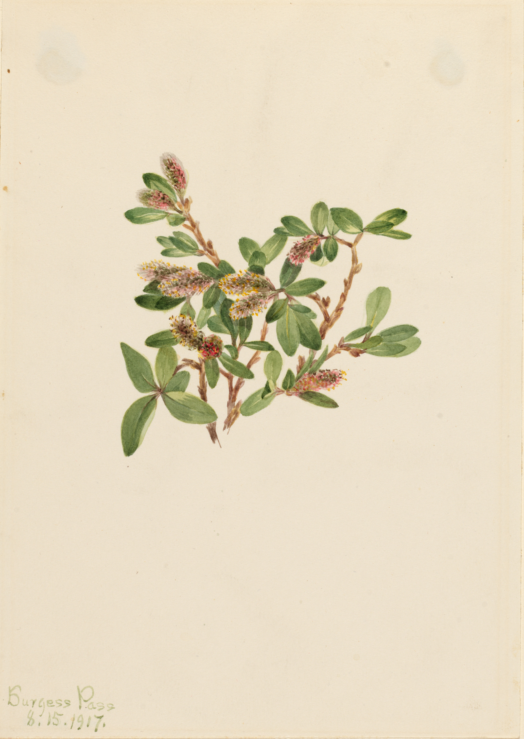 Mary Vaux Walcott, Rock Willow (Salix petrophila)