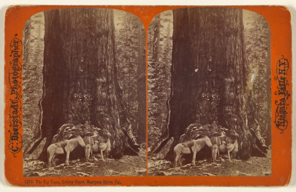 Charles Bierstadt, The Big Trees, Grisley [sic] Giant, Mariposa Grove, Cal.