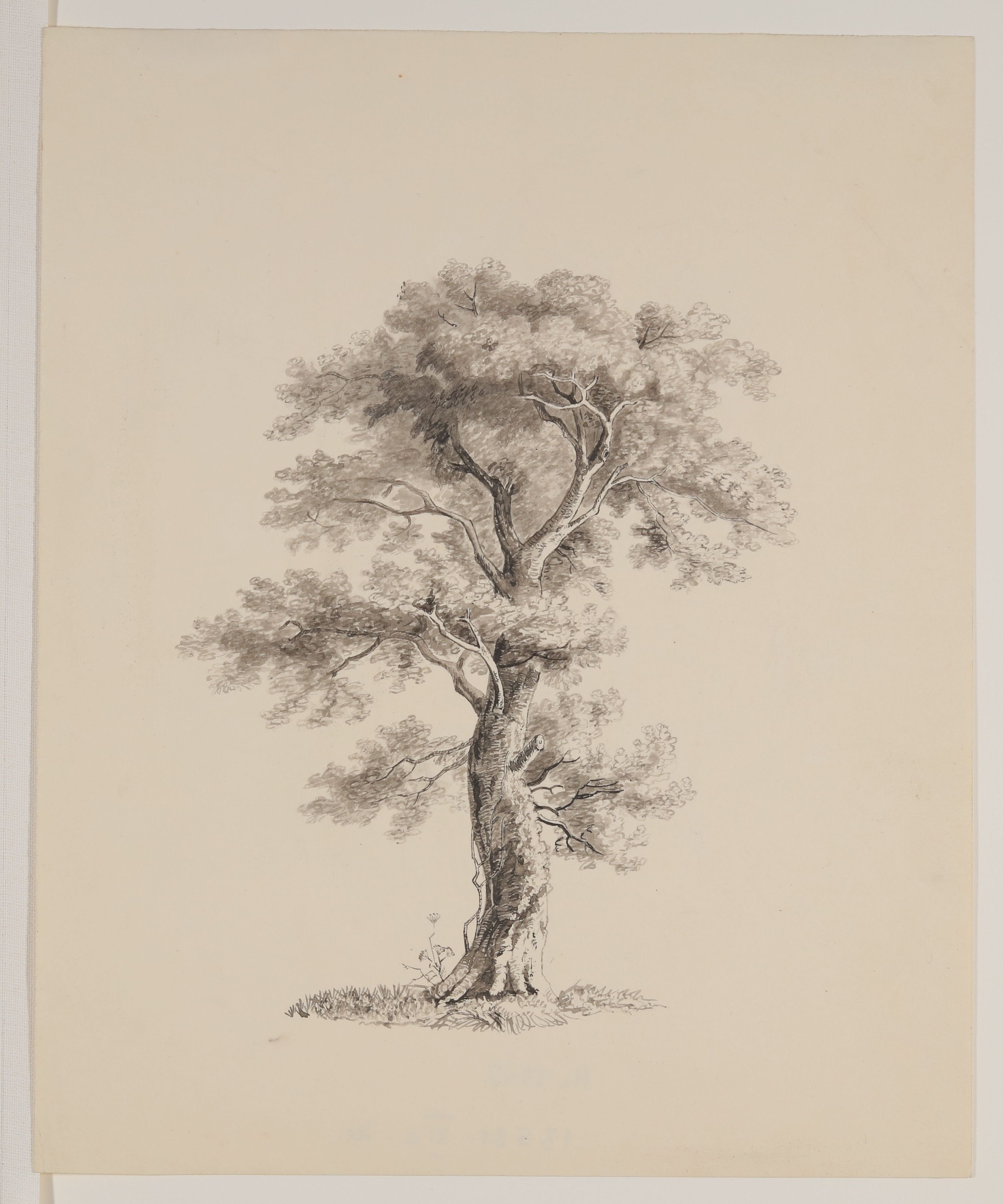 Gottlob Friedrich Konstantin von Stein, Laubbaum