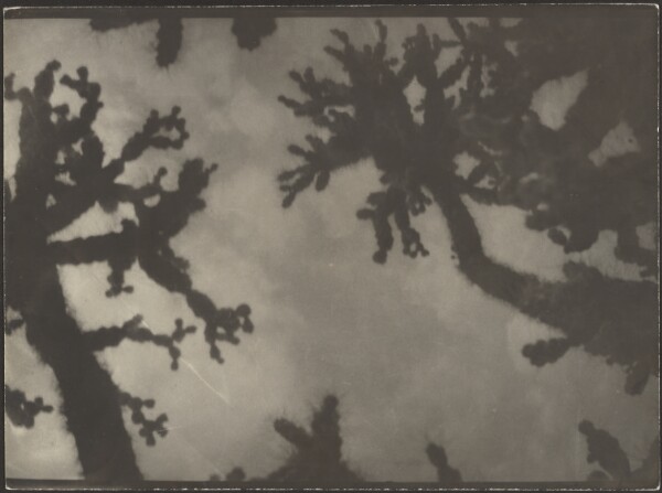 Louis Fleckenstein, [Joshua Trees]
