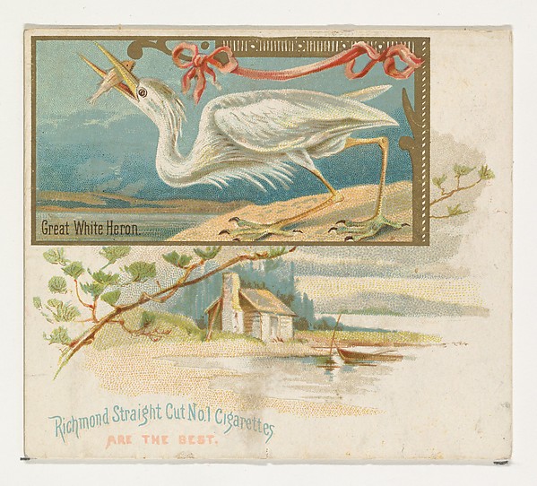 Allen & Ginter, Great White Heron, from the Game Birds series (N40) for Allen & Ginter Cigarettes