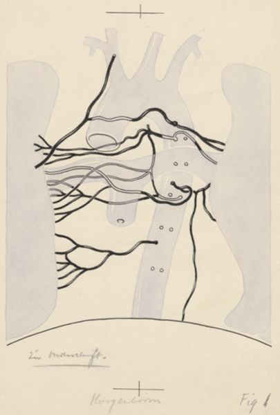 J Tinkelenberg, Part of the heart and circulatory system