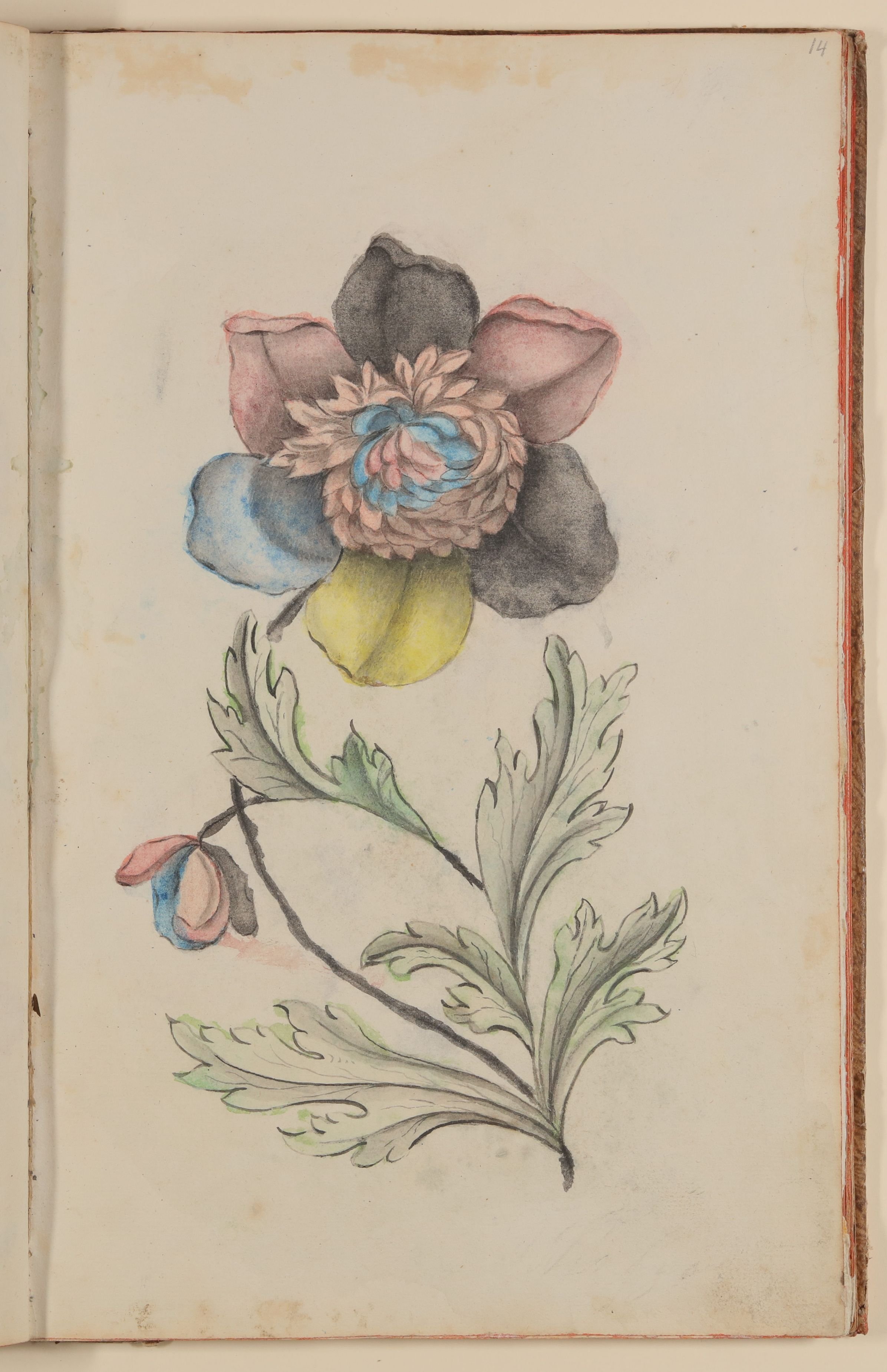 Marianne Franziska Seiffert von Klettenberg, Vielfarbige Blume [aus einem Skizzenbuch der Marianne Franziska Seiffert von Klettenberg]