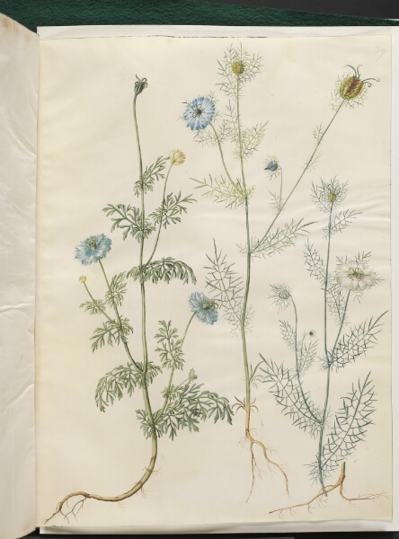 Hans Simon Holtzbecker, Nigella sativa (sortkommen); Nigella damascena (jomfru i det grønne)