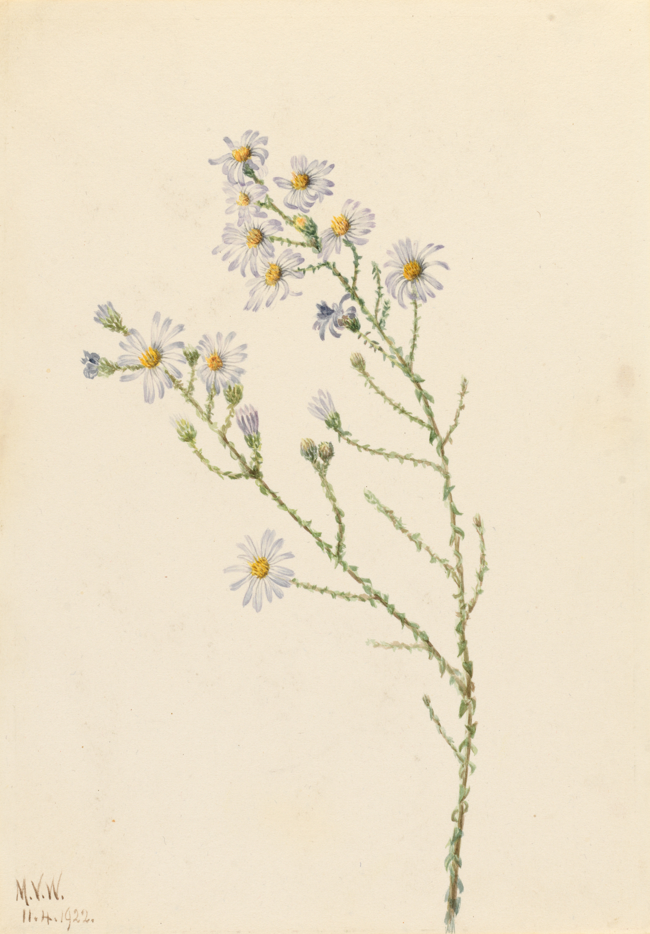 Mary Vaux Walcott, Pineland Aster (Aster squarrosus)