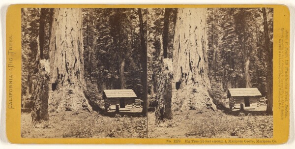 John P. Soule, Big Tree (75 feet circum.), Mariposa Grove, Mariposa Co.