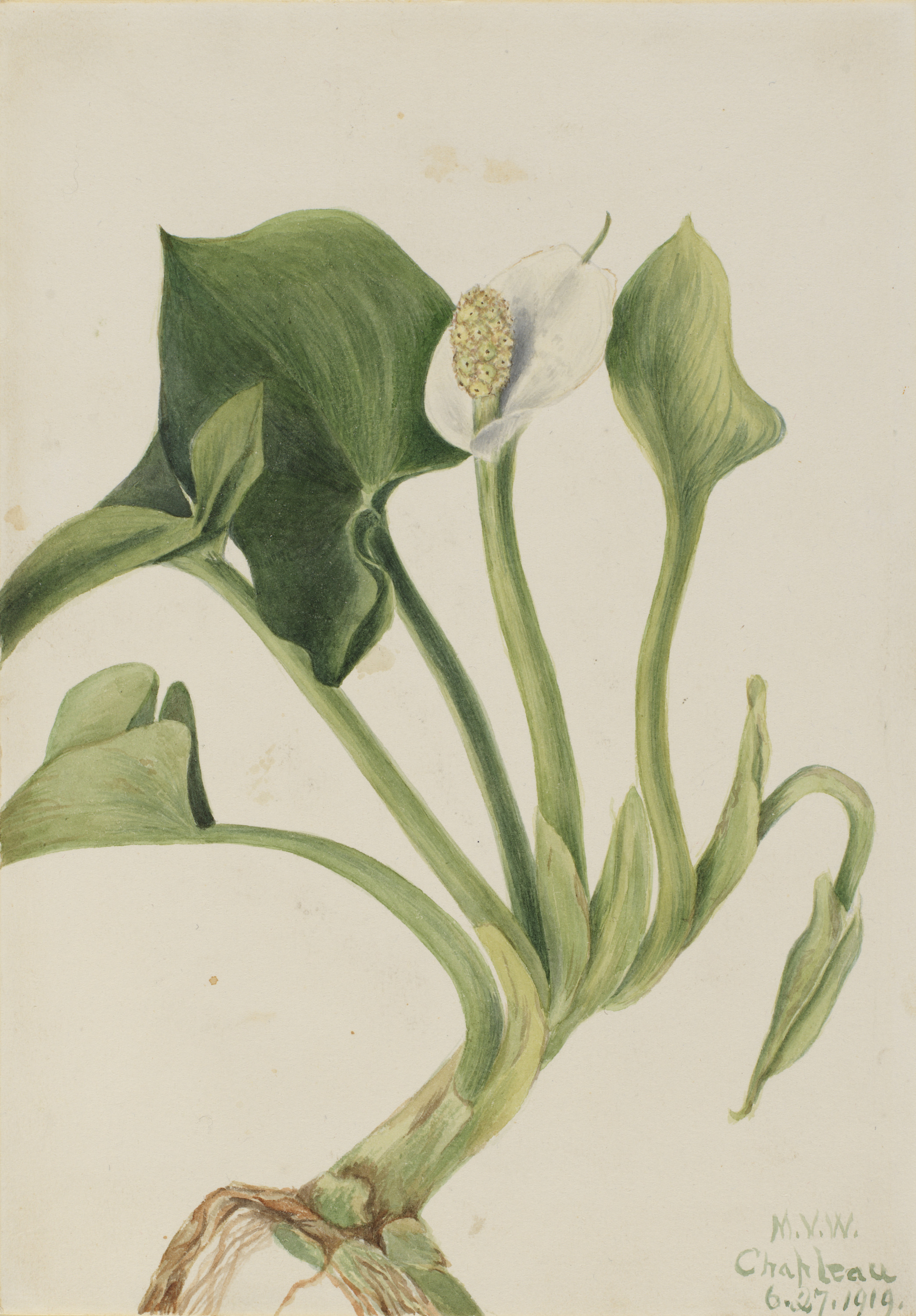Mary Vaux Walcott, Wild Calla (Calla palustris)