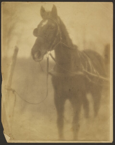 Louis Fleckenstein, [Tethered Horse]
