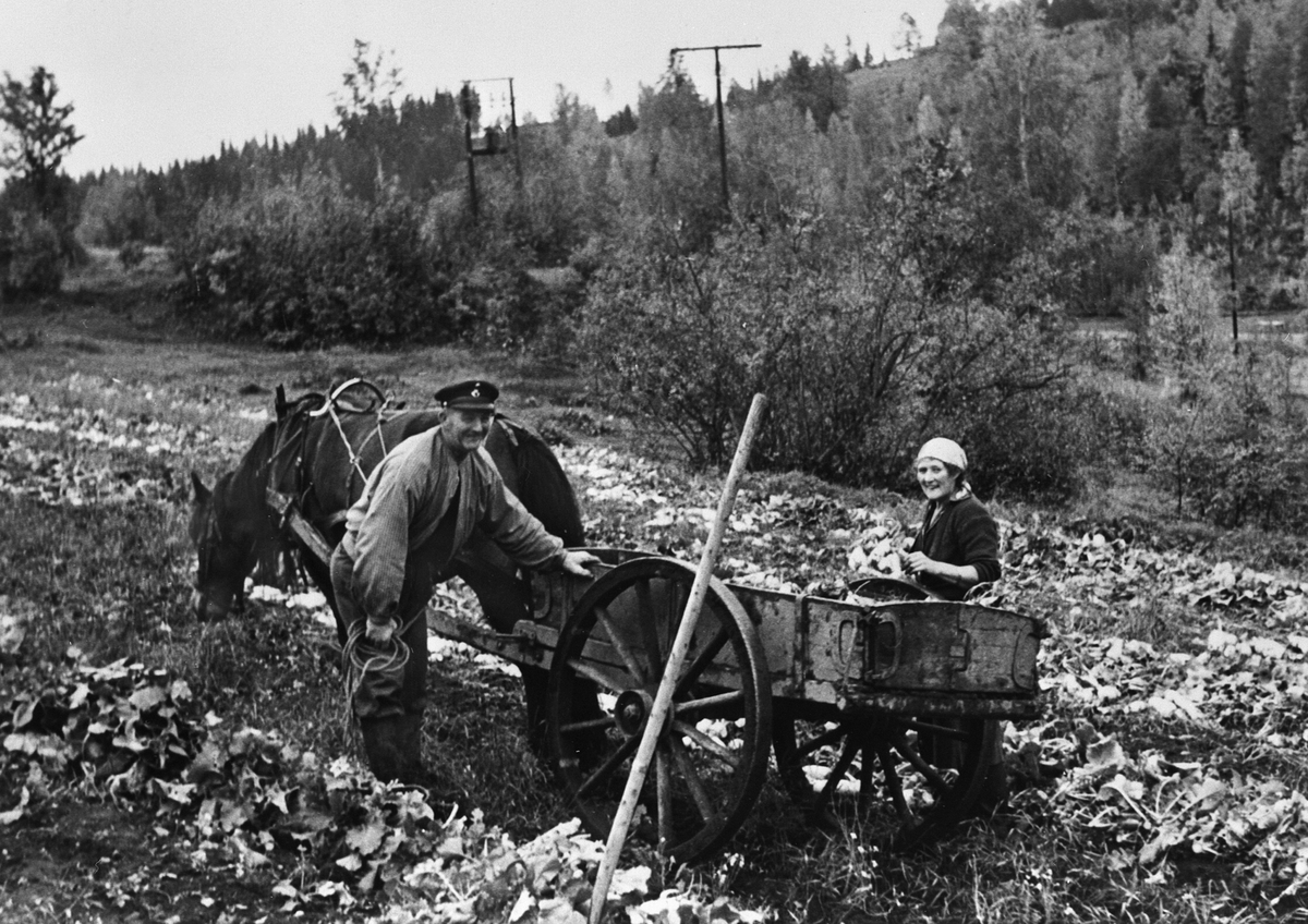 Anno Domkirkeodden, HØSTING AV KÅLROT, HEST M/STUTTKJERRE, MANN, DAME, LØTEN, innhøsting, arbeidskjerre, hesteredskap.