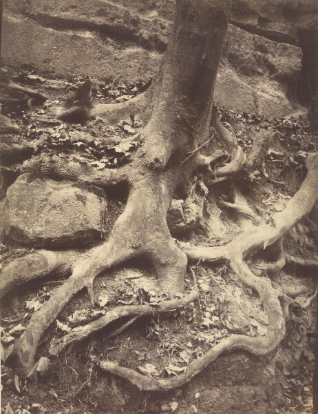 Eugène Atget, Saint-Cloud, Tree Roots, Saint Cloud Park