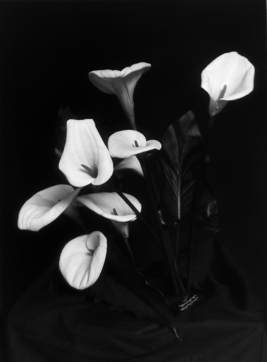 Anders Beer Wilse, Prot: Blomster Kalaes 23/4
