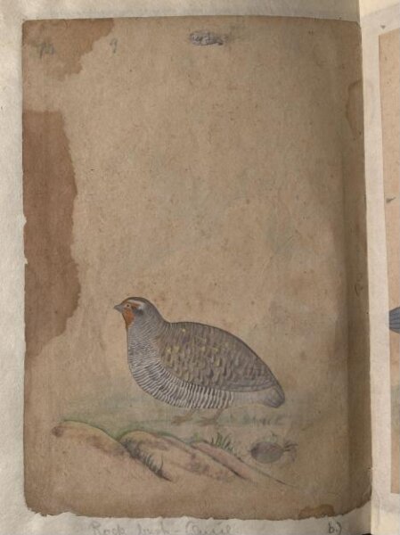 Unknown, Depictions of a (unfinished drawing) and a Rock bush-quail of Northern India