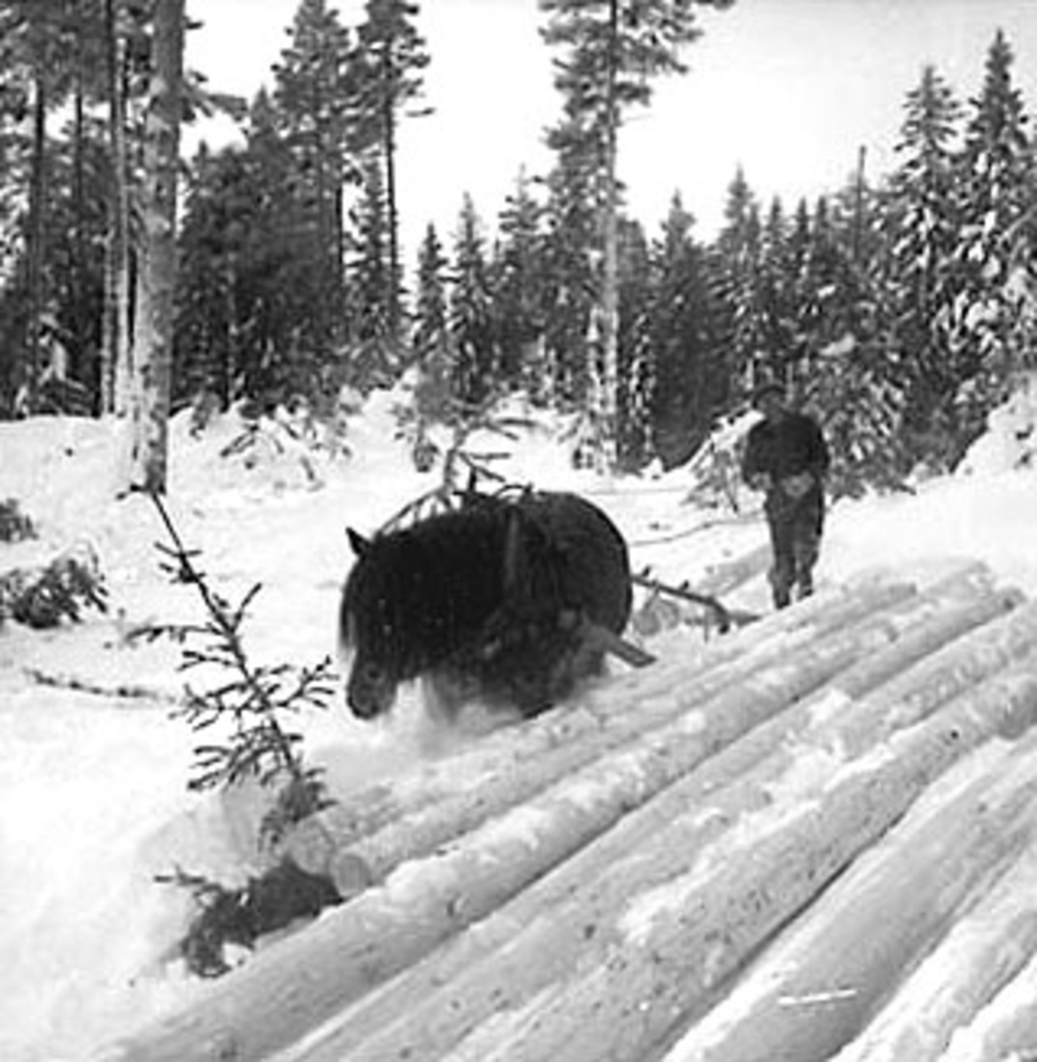 Anno Domkirkeodden, TØMMERKJØRING, SKOGBRUK, TØMMERLUNNE, MANN OG HEST, VINTER, STANGE