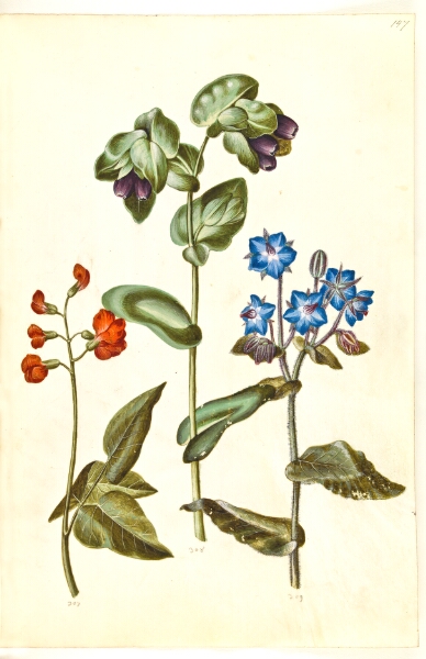 Hans Simon Holtzbecker, Phaseolus coccineus (pral-bønne); Cerinthe major (stor voksurt); Borago officinalis (almindelig hjulkrone)